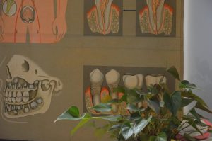 papel_dentes